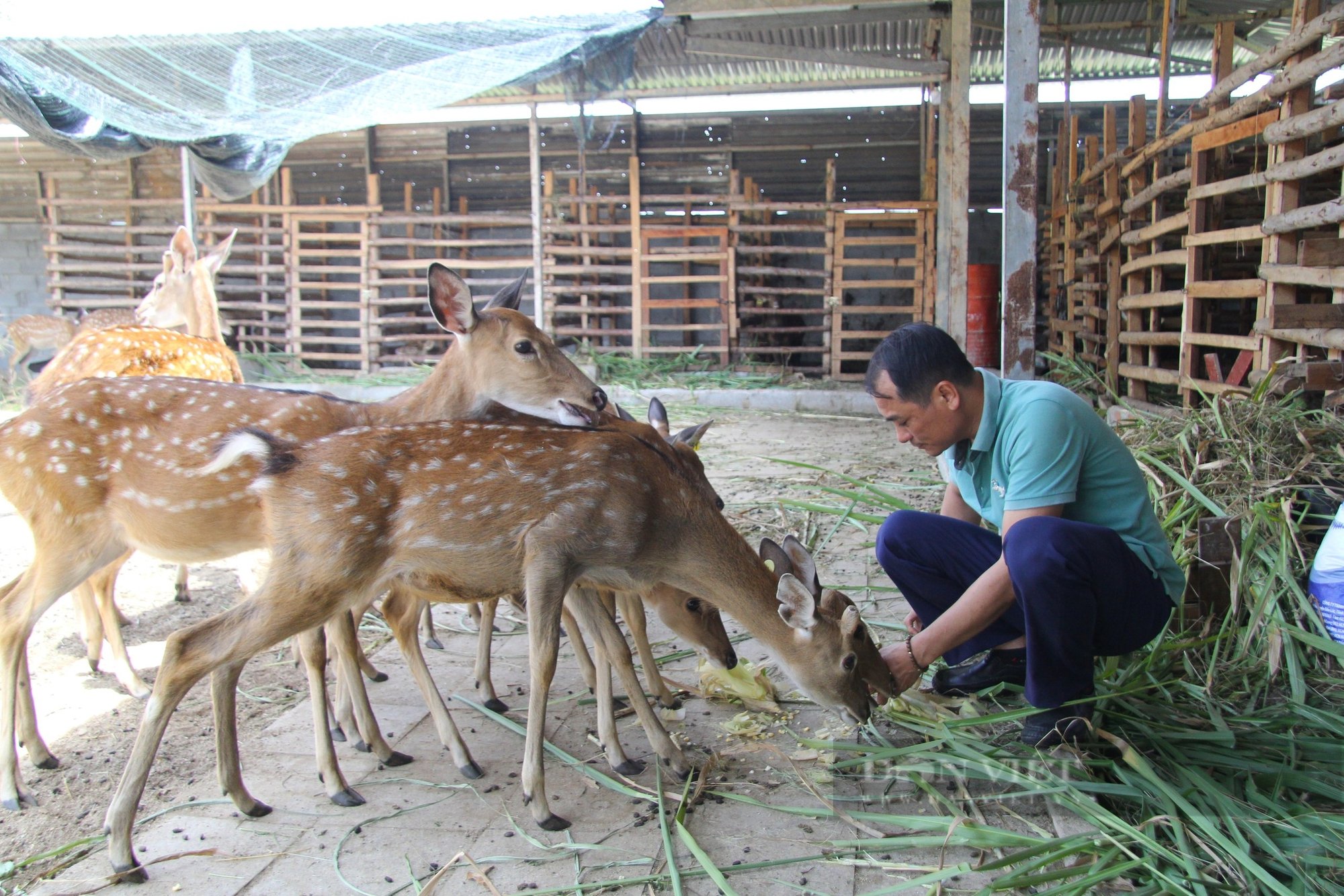 Nuôi hươu sao mang lại hiệu quả kinh tế cao cho nông dân ở Ninh Thuận- Ảnh 4.