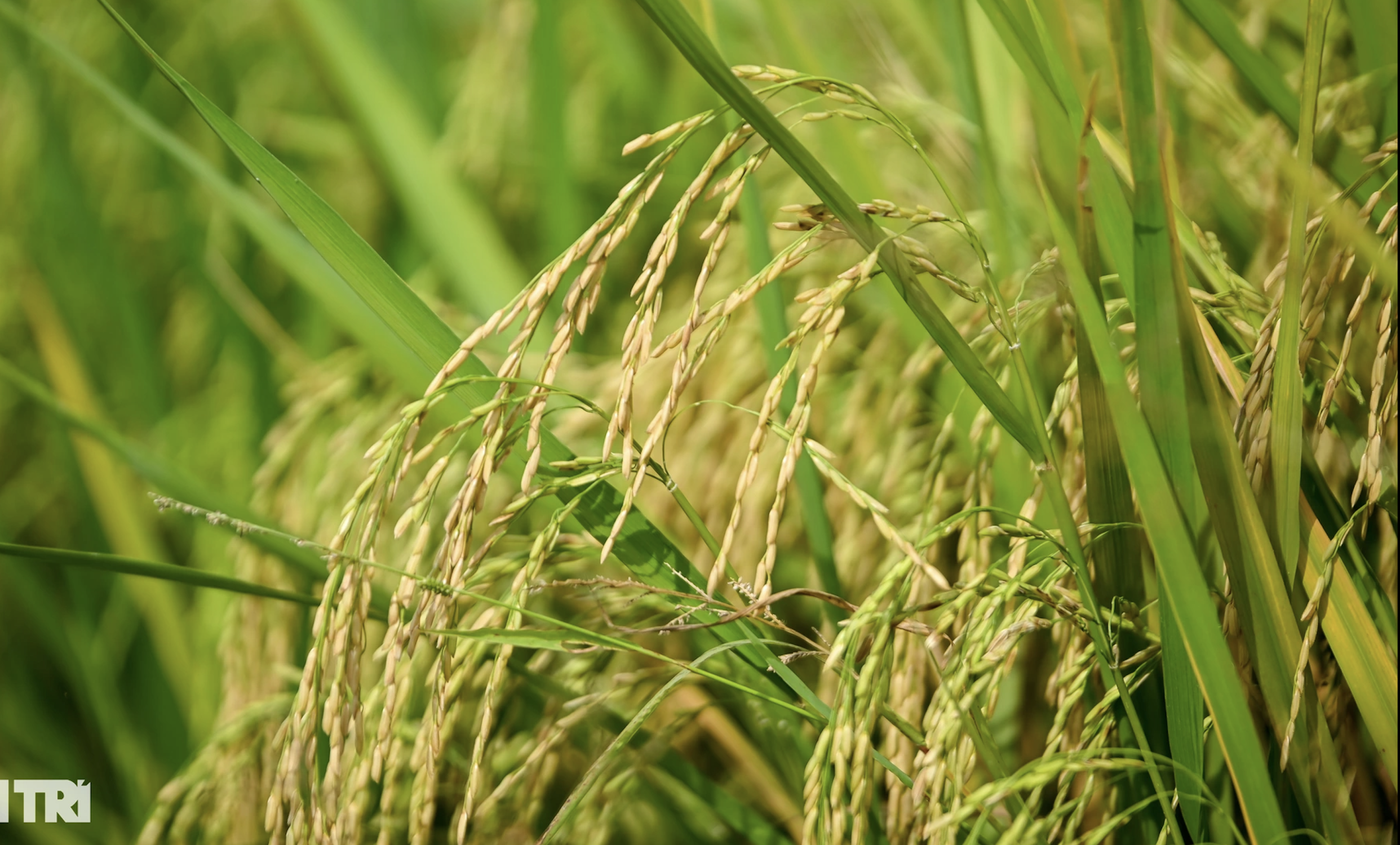 Los residentes de la ciudad de Ho Chi Minh están ocupados cosechando arroz en los campos de la tierra del "diamante".