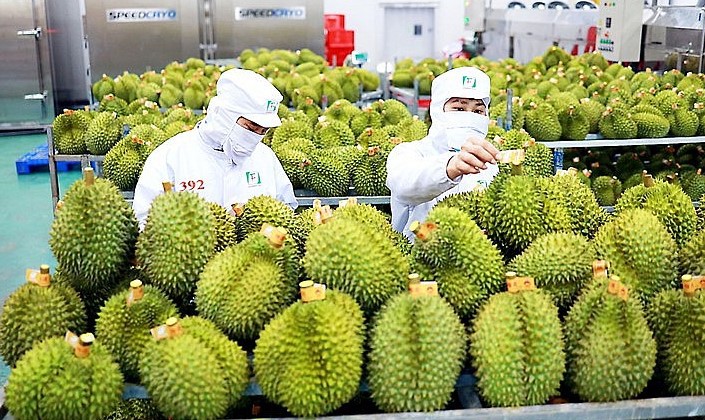 Durian ist das Obst- und Gemüseexportprodukt mit dem stärksten Wachstum seit Jahresbeginn. Illustration