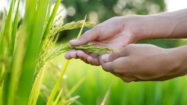 Rice price decreased by 100 VND/kg, rice export increased slightly