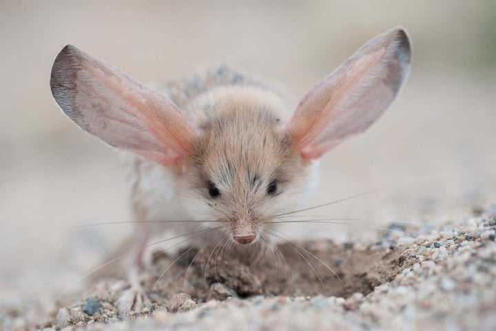 Comment l'animal aux plus grandes oreilles du monde gère-t-il sa proie ? - 1