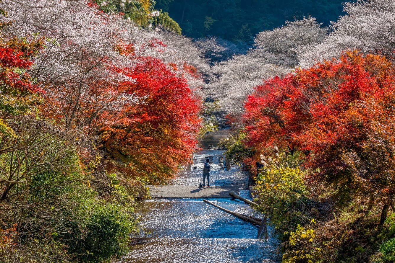 Atractivos festivales de otoño en Japón