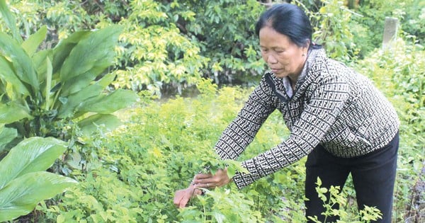 People in this commune in Ha Nam only grow seasonal vegetables, each family "receives a salary" of 5-6 million/month.