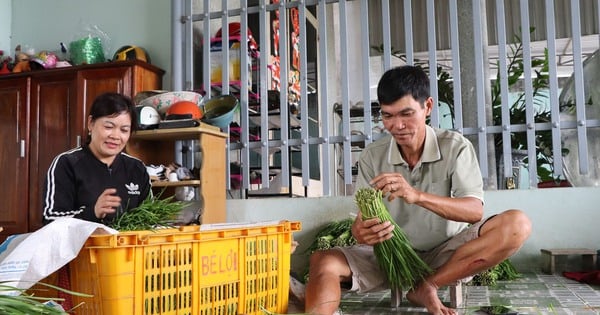 Cultivant avec succès la ciboulette, un légume riche en vitamine B et en calcium, les habitants de Ba Ria-Vung Tau ont des salaires élevés.