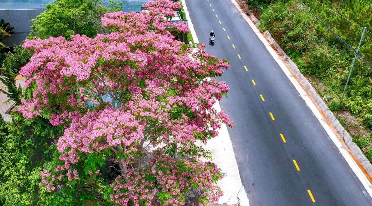 The shape of the royal poinciana tree is similar to the royal poinciana tree and it blooms in the summer, so it is called the pink royal poinciana tree.