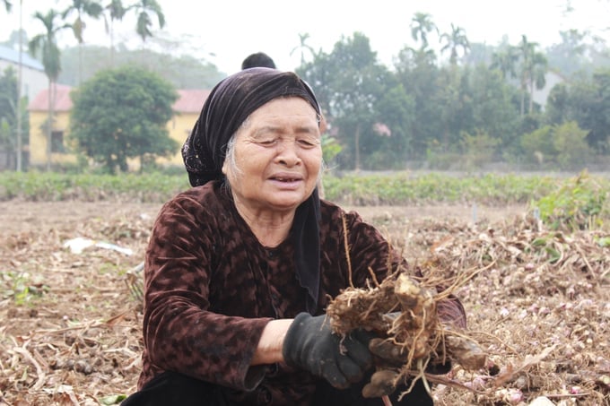 Cây đao riềng đã gắn bó với người dân Quy Mông từ những giai đoạn đói kém. Ảnh: Thanh Tiến.