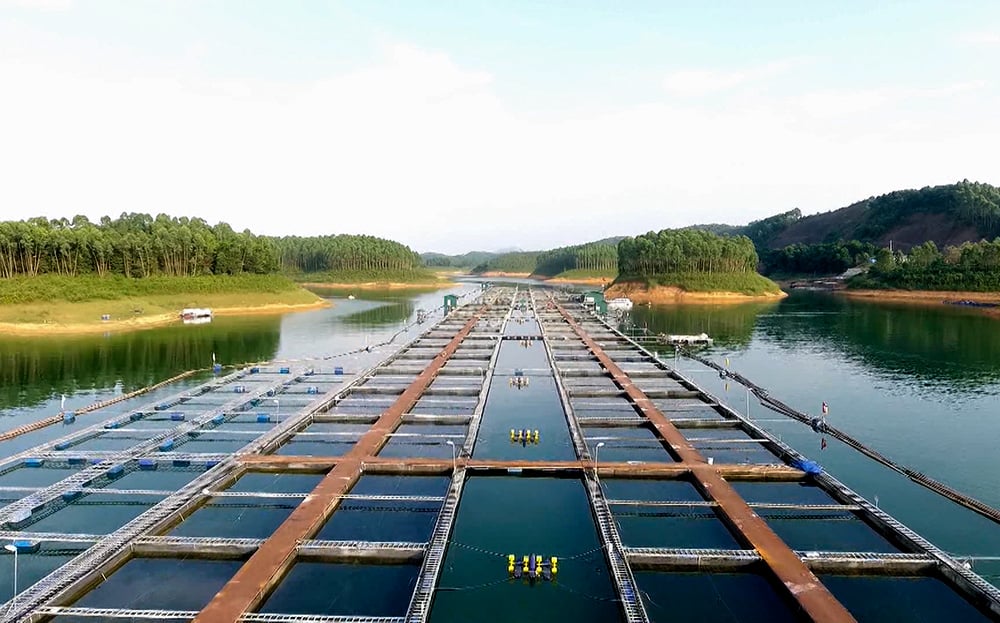 Ở Yên Bái, trên hồ nước nhân tạo rộng thứ 4 của Việt Nam, dân một huyện bắt bán hơn 8.500 tấn cá/năm- Ảnh 1.