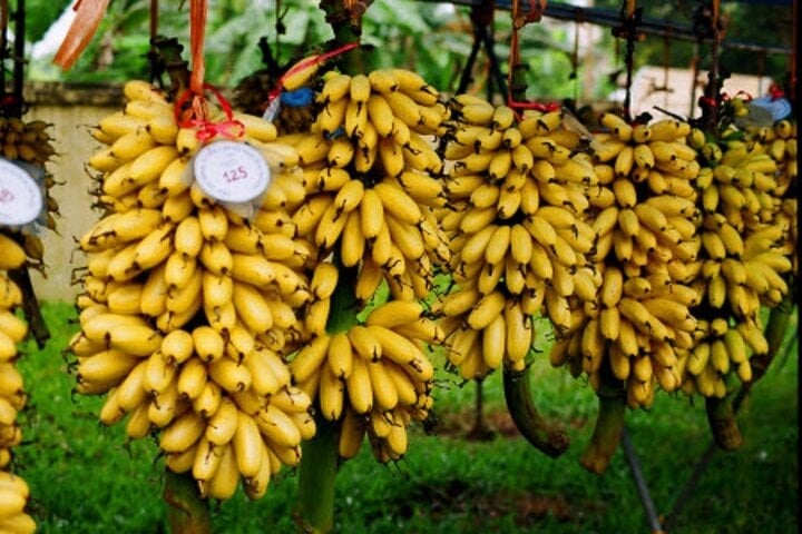 Chuối ngự Đại Hoàng chín đều tự nhiên, ăn thơm ngon nên được khách hàng rất ưa chuộng.
