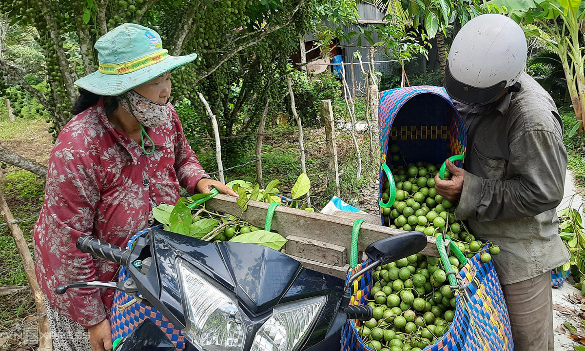 Mùa trái cây trên dãy Thất Sơn