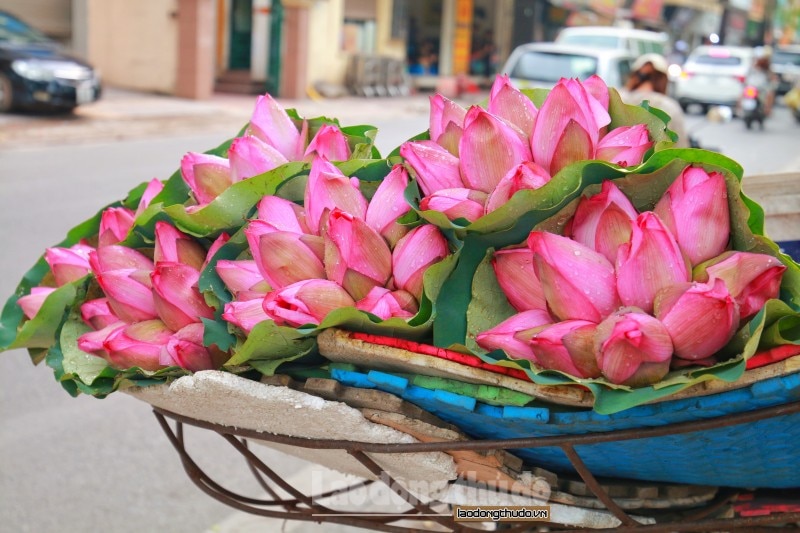 sen da u mu a xuo ng pho khoe sac khap duong pho ha noi