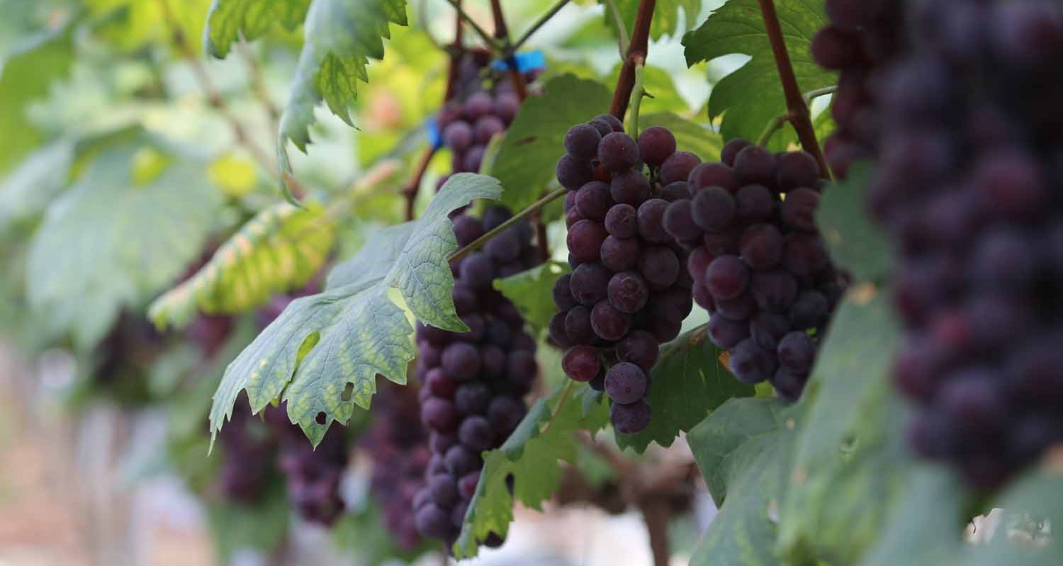 Farmers earn billions each year from the world's best grape variety