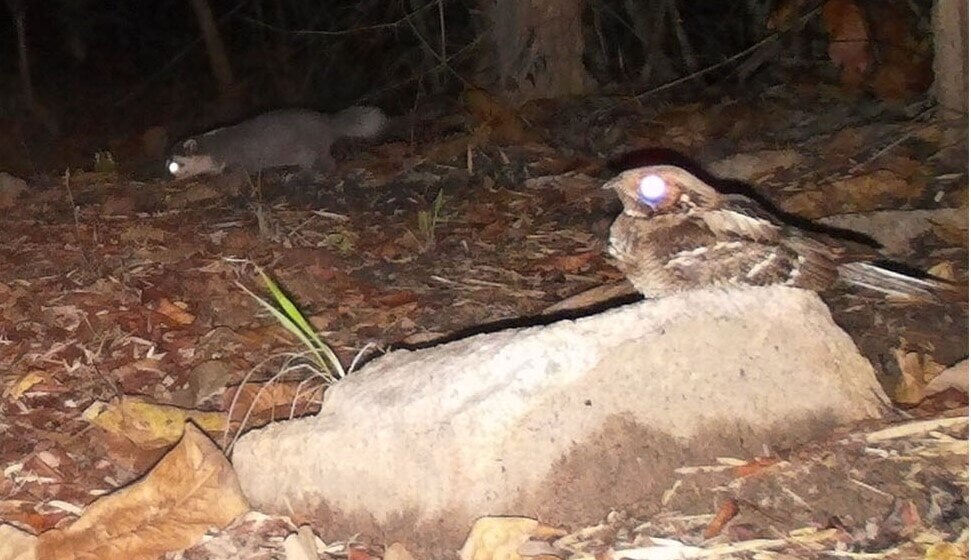 Bewundern Sie 24 seltene Vogel- und Tierarten im Schutzwald in Binh Thuan - 13