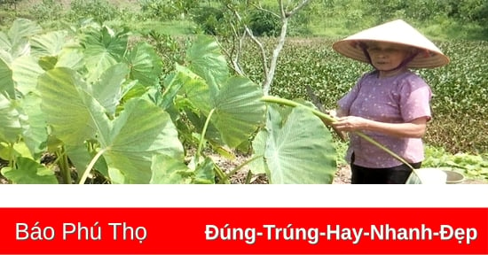 Búp khoai kho - Món ăn đậm đà hương vị làng quê