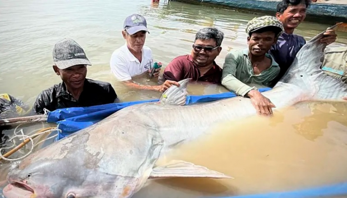 Phát hiện 6 con cá tra khổng lồ sắp tuyệt chủng trên sông Mekong