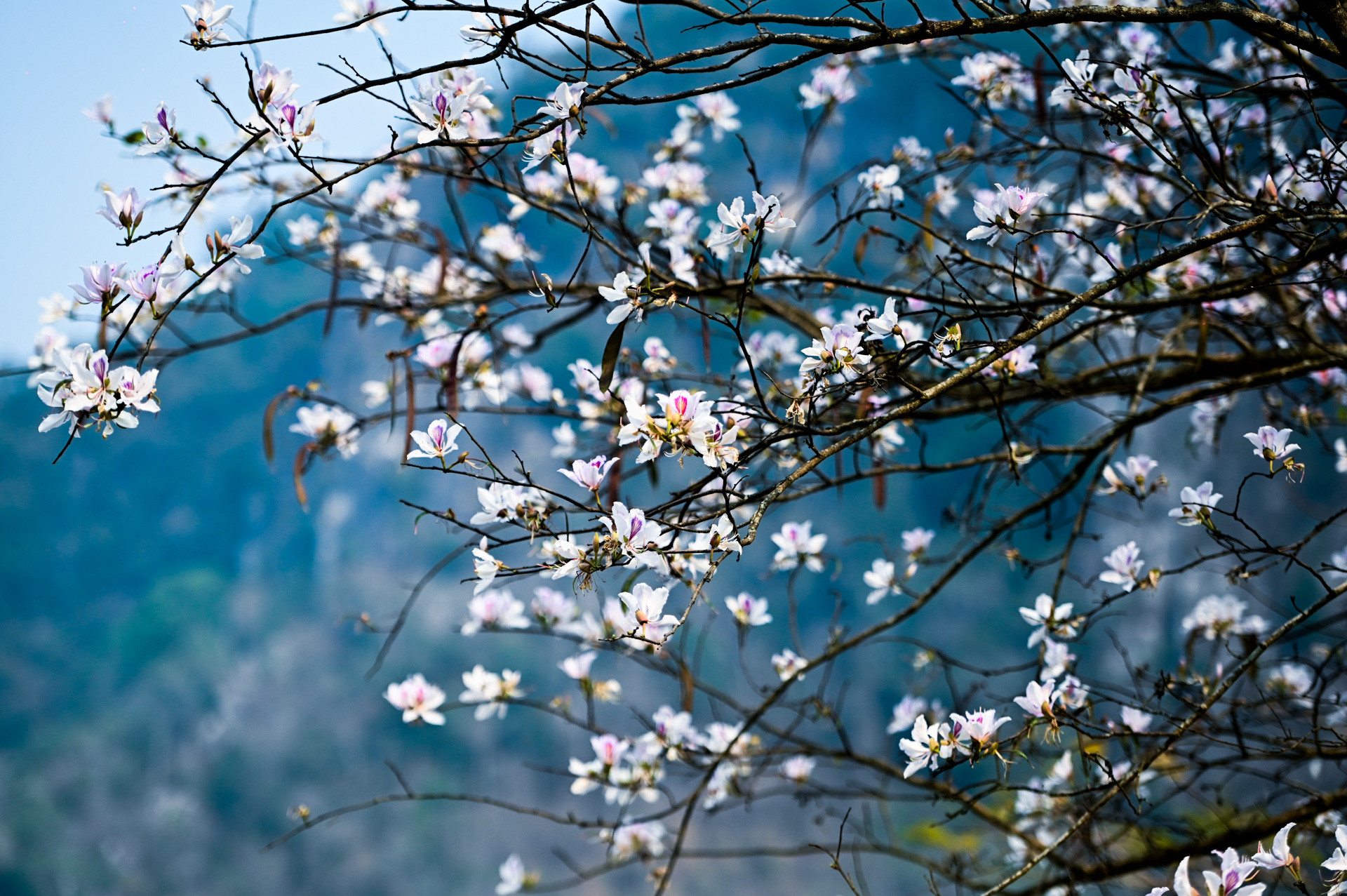 Fascinatingly beautiful season of white Bauhinia flowers blooming on the hills, ideal time to travel to Dien Bien