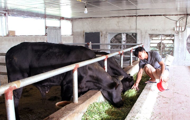 L’élevage de bovins 3B destinés à l’engraissement apporte une grande efficacité économique à la coopérative agricole et commerciale de La Hien et à ses membres.