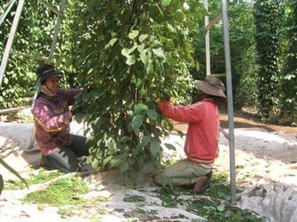 Pepper prices are forecast to fluctuate further?