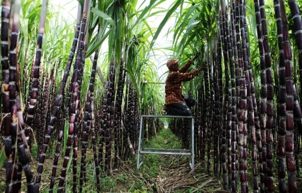 Los precios de la caña de azúcar de Vietnam son equivalentes a los de otros países de la región.