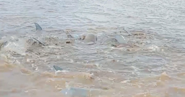 Discovering a school of stranded dolphins, people at Cai Cung estuary, Bac Lieu tried to rescue them and bring them back to sea.