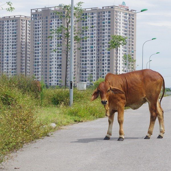 El terreno con miles de millones de dongs en feroz subasta de repente se convirtió en un lugar para... pastar vacas