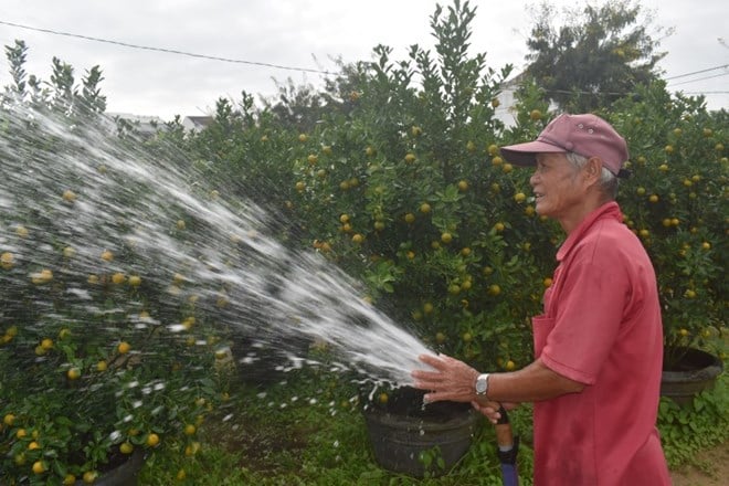 La mayor zona de cultivo de kumquat en la región central está muy activa durante la temporada del Tet.