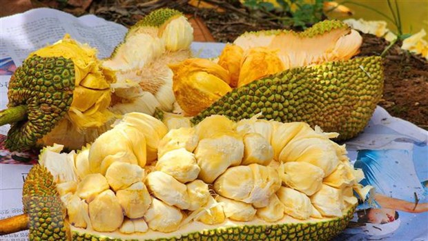 Mr. Nguyen Huu Khang has successfully crossbred three types of durian jackfruit with different flesh: pink, cream and yellow durian jackfruit. Photo: Thu Hien/VNA