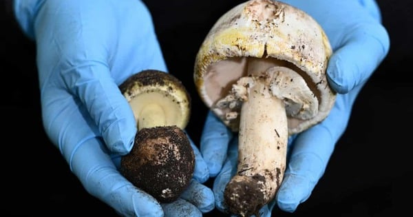 Des scientifiques ont trouvé un antidote au champignon mortel ?