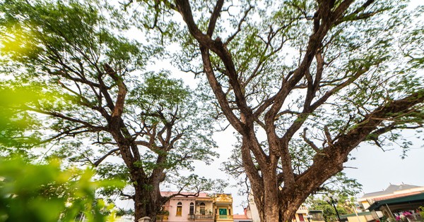 Two lim trees over 700 years old, evidence of Bach Dang victory in Quang Yen