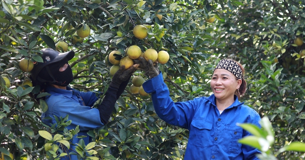 Las naranjas son la fruta más cara en la comuna de Ha Tinh. Todo el pueblo las recoge y las vende. Cada familia trae a casa mucho dinero.