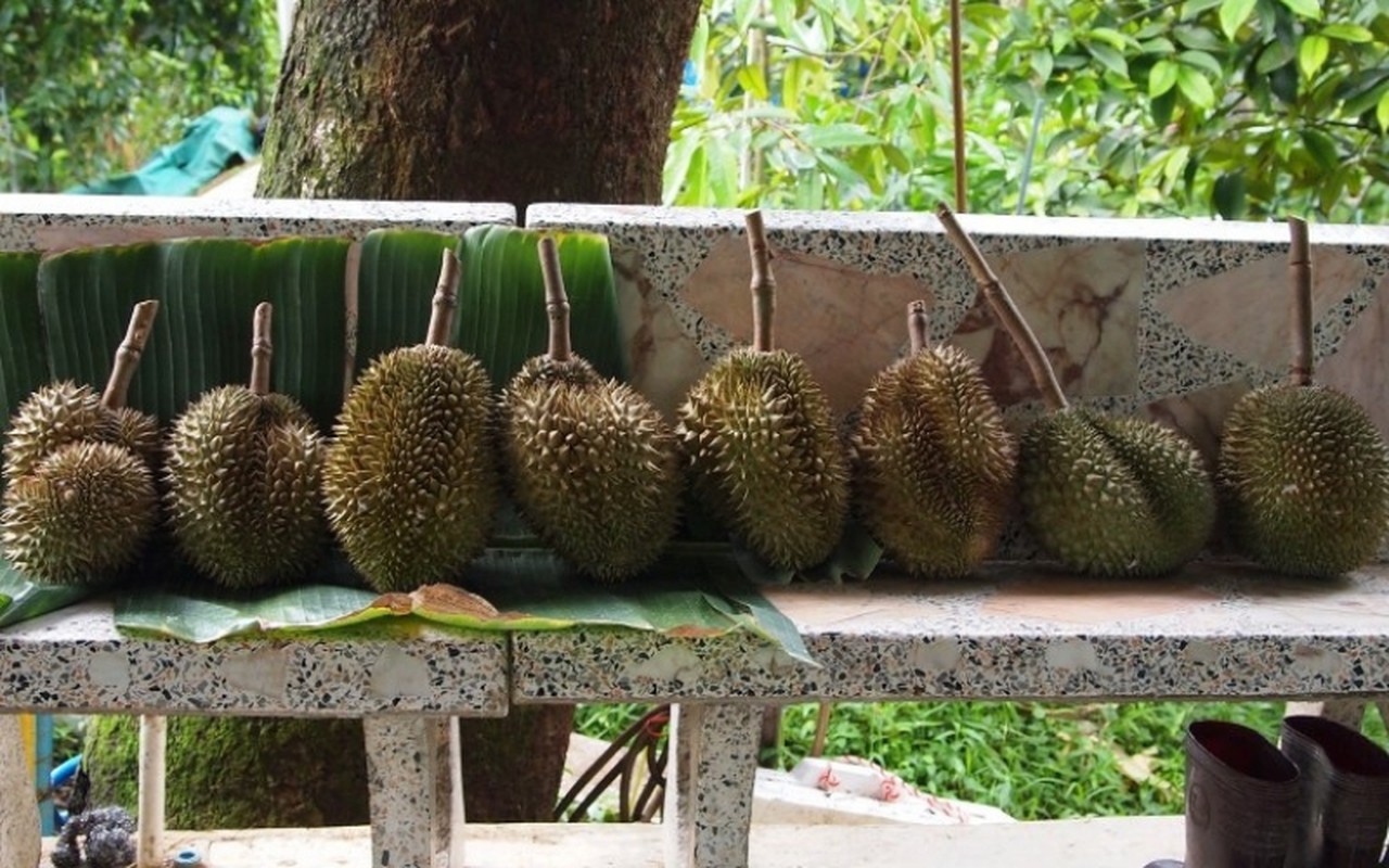 3 loại sầu riêng giá cao ngất ngưởng lên tới cả tỷ đồng/quả: Có loại đã trồng ở Việt Nam và giá đắt đỏ- Ảnh 8.