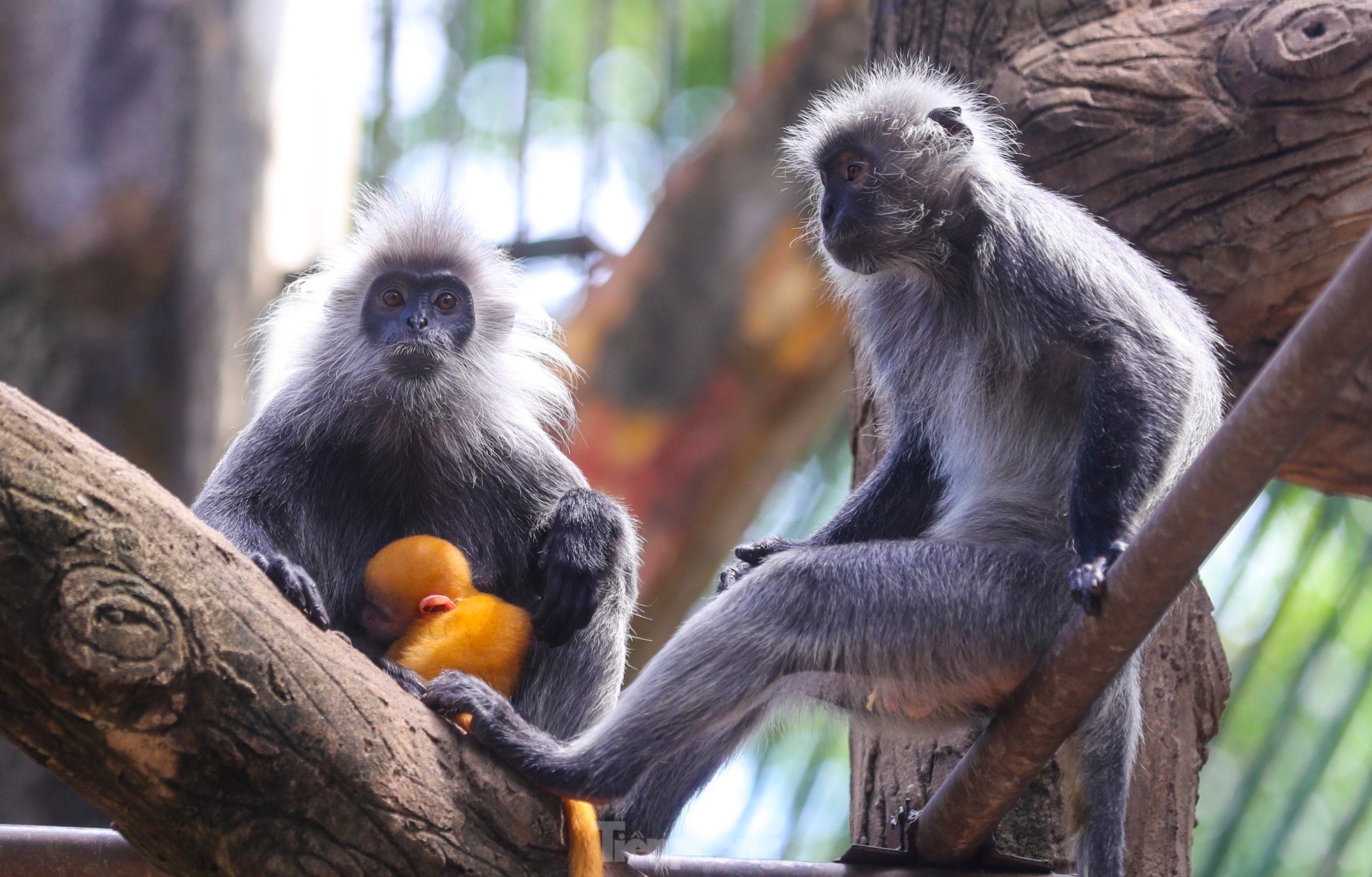 ソーシャルメディアで話題になっている動物園の赤ちゃん猿の何がそんなに特別なのでしょうか?写真8