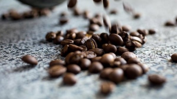 Robusta coffee prices continue to rise, commodity exchanges are abandoned; Vietnamese coffee will still hold the top position for another 10 years