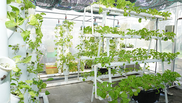 Hệ thống nhà màng kiểm soát chỉ số môi trường của ĐH SPKT Vĩnh Long.