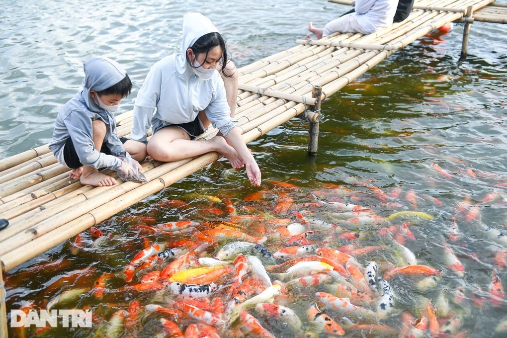 Hà Nội: Yêu cầu di dời 8 tấn cá koi ra khỏi hồ Đầm Đông - 2