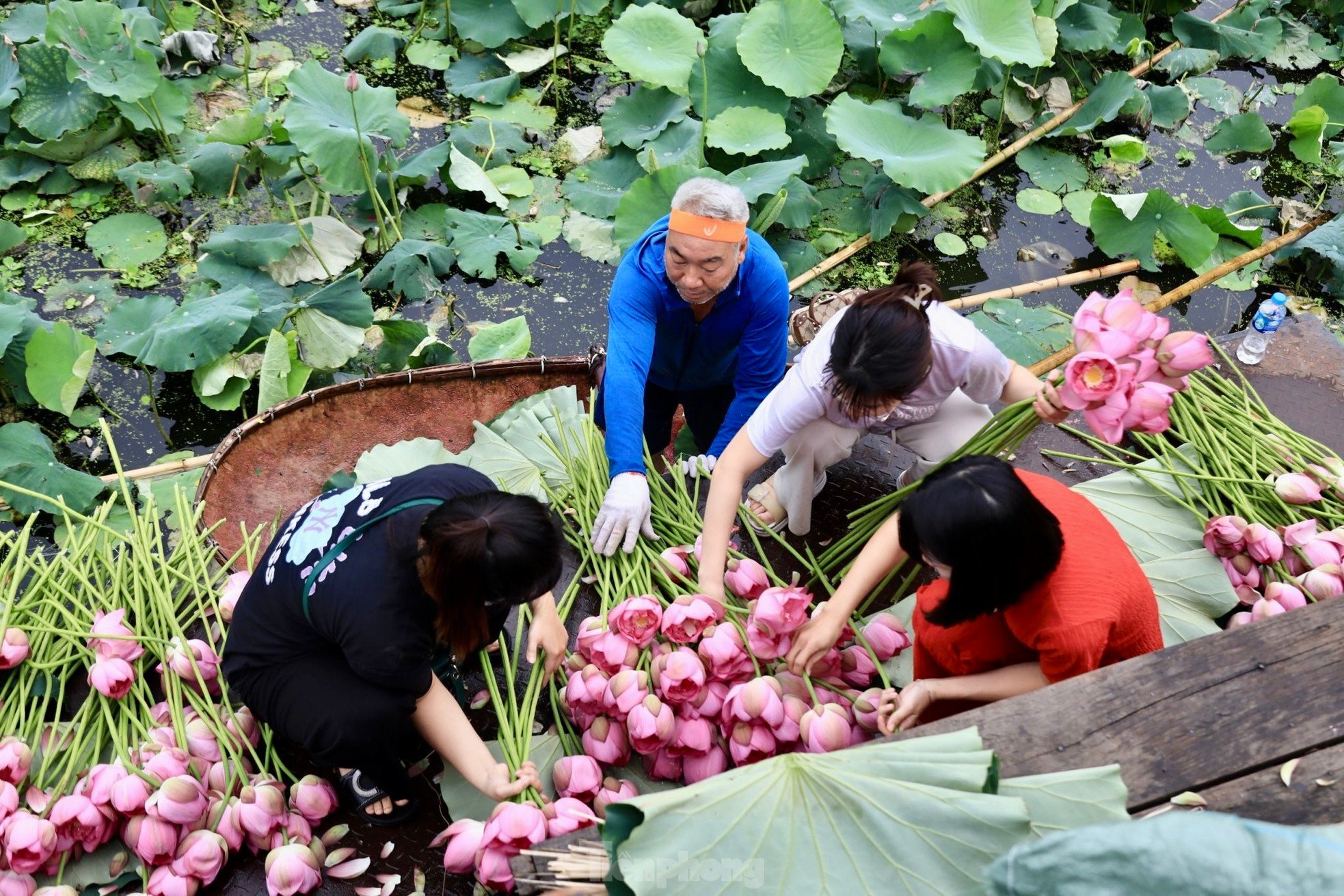 Unique art of lotus tea brewing - Cultural beauty of Hanoi people photo 3