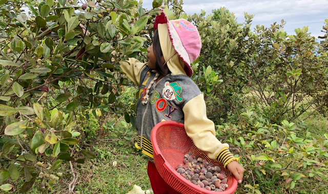 Giữa vùng đất nắng gió Quảng Ngãi có một thảo nguyên bao la, nông dân đang trồng thử đủ loại rau xứ lạnh- Ảnh 9.