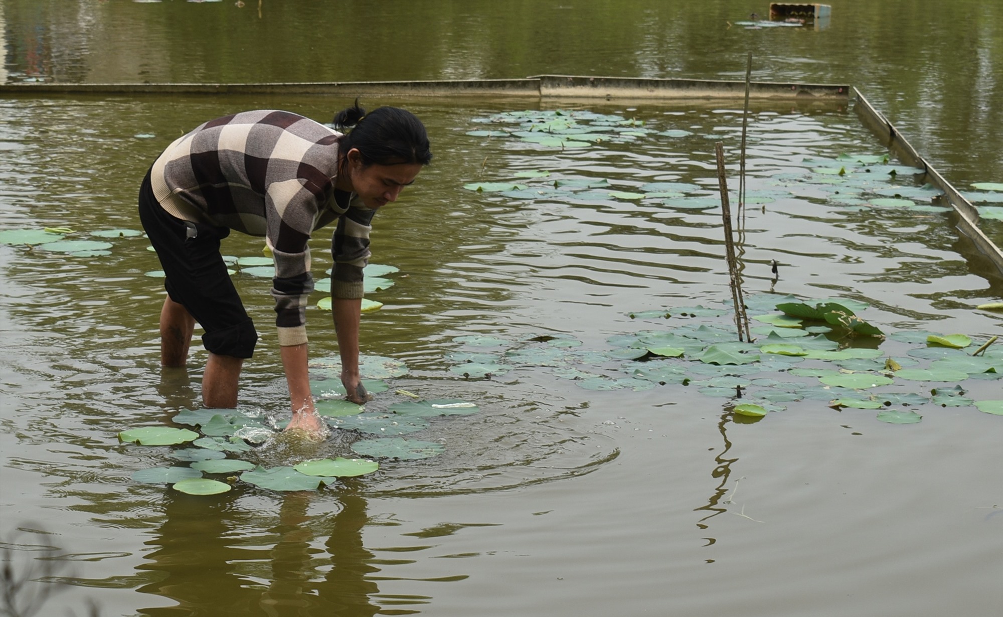 លោក Cong ថែរក្សា Oga lotus យ៉ាងយកចិត្តទុកដាក់។ រូបថត៖ N.Q