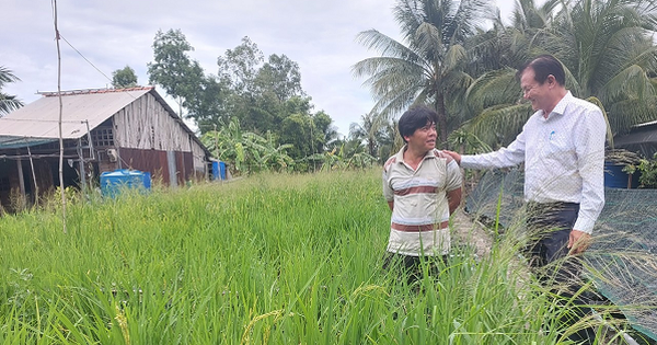 Nuôi lươn sinh sản ở Hậu Giang kiểu gì mà có nhiều người đang tới xem, trồng cả lúa tốt um?