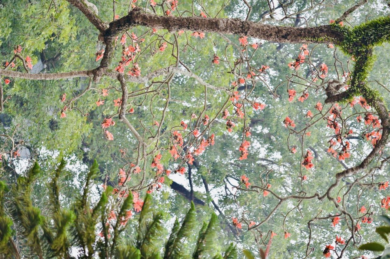 Cây gạo cổ thụ nở hoa đỏ rực trong ngôi chùa nghìn năm tuổi ở Hà Nội ảnh 4