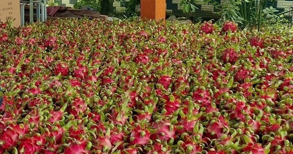 Dragon fruit harvest is good, but Long An farmers have to pay off crop debts