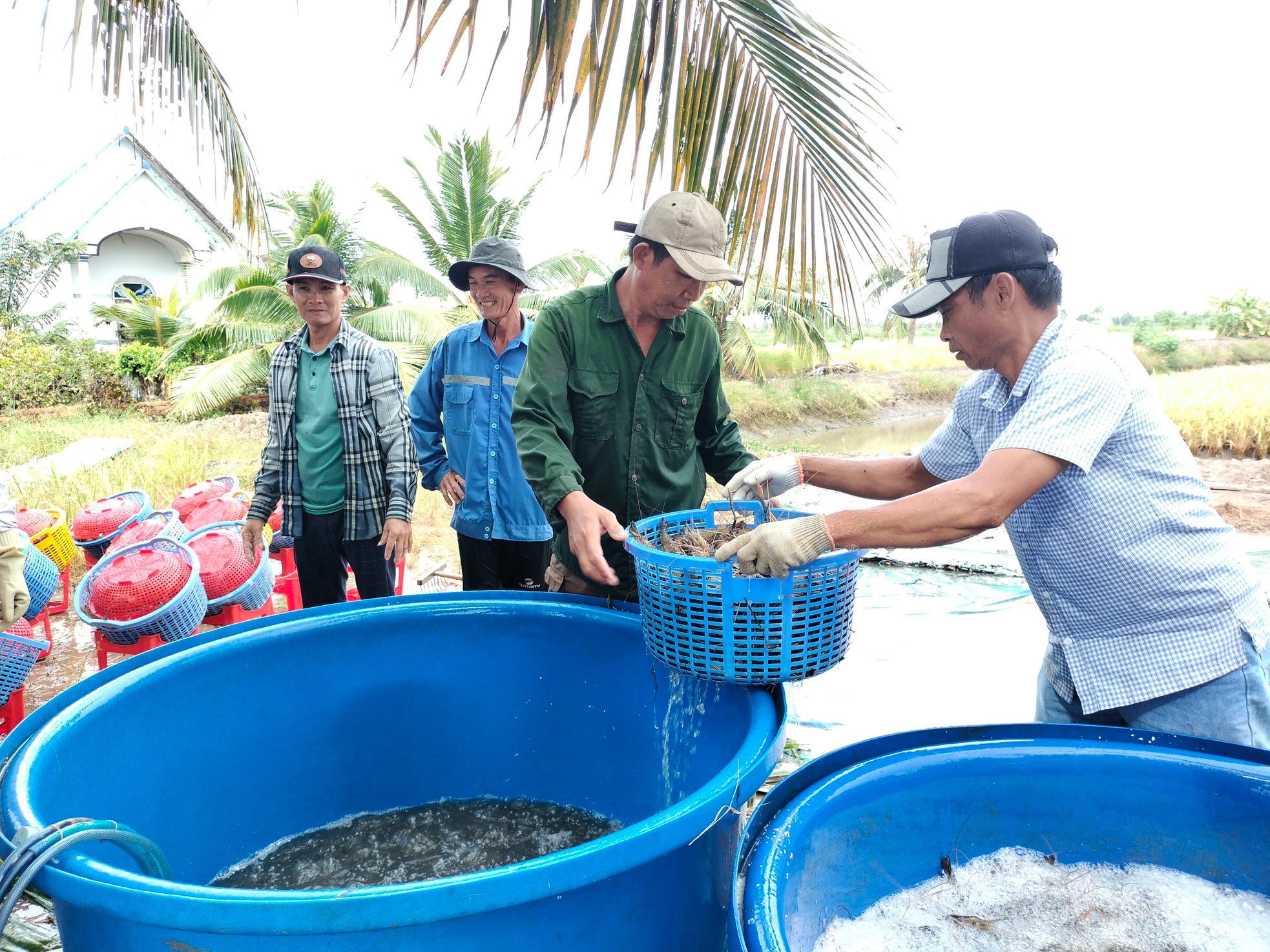 Close-up of Ca Mau farmers stirring mud to catch giant freshwater prawns photo 11