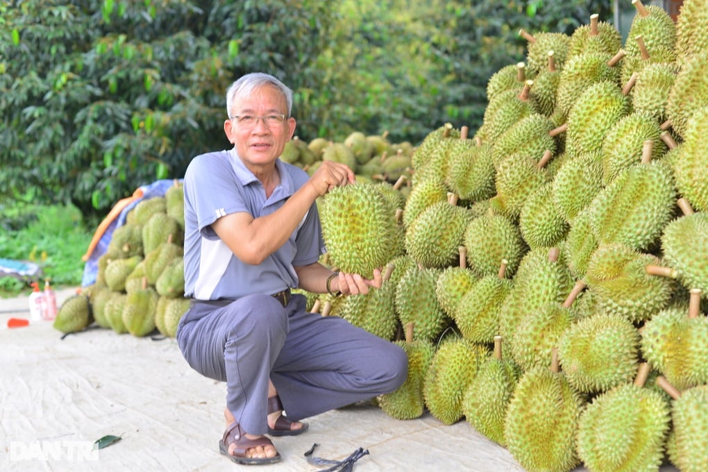 Trồng cây tỷ đô, cụ ông 75 tuổi có thu nhập khiến người trẻ nể phục - 2