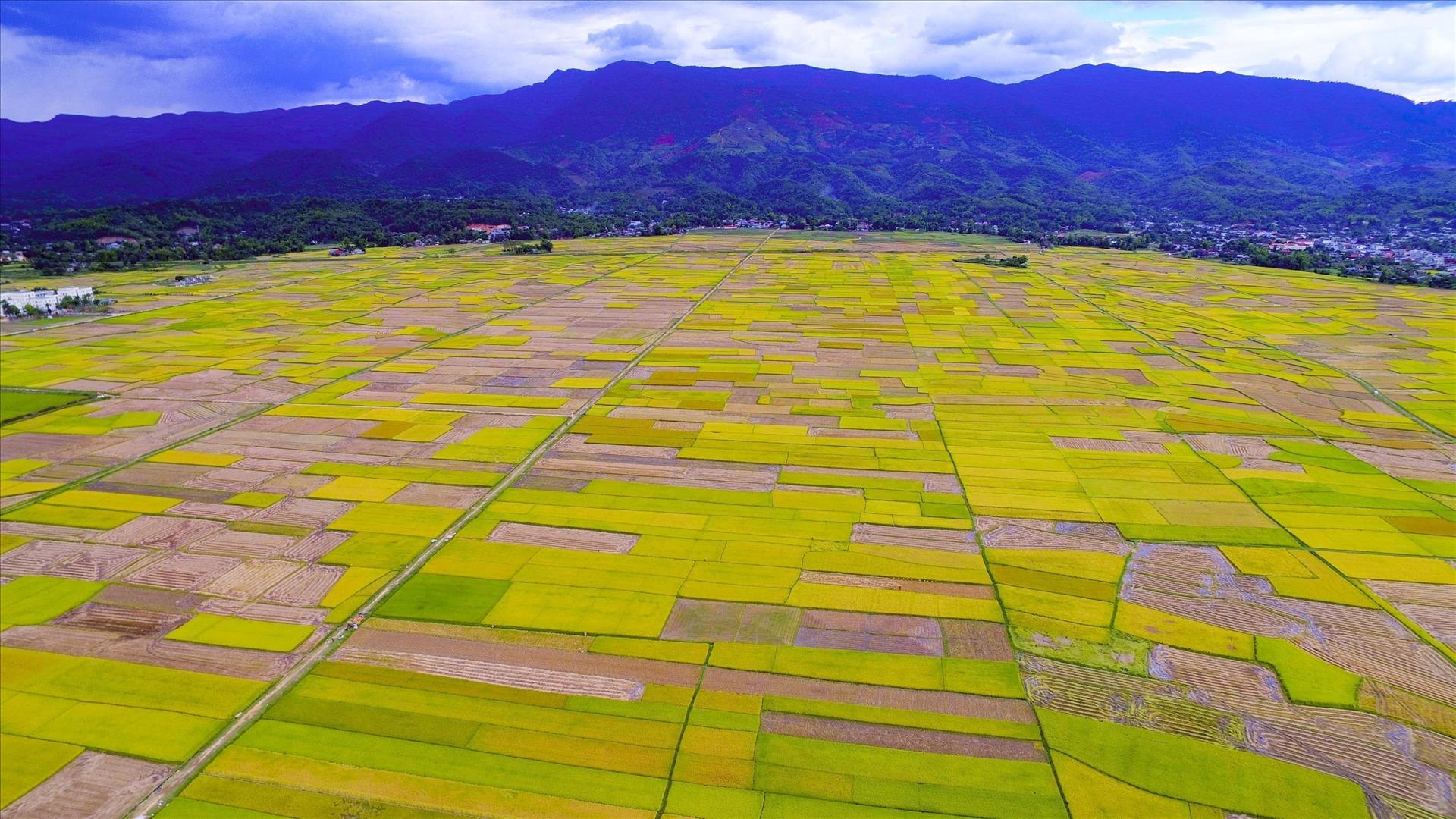 Mùa vàng trên cánh đồng Mường Thanh