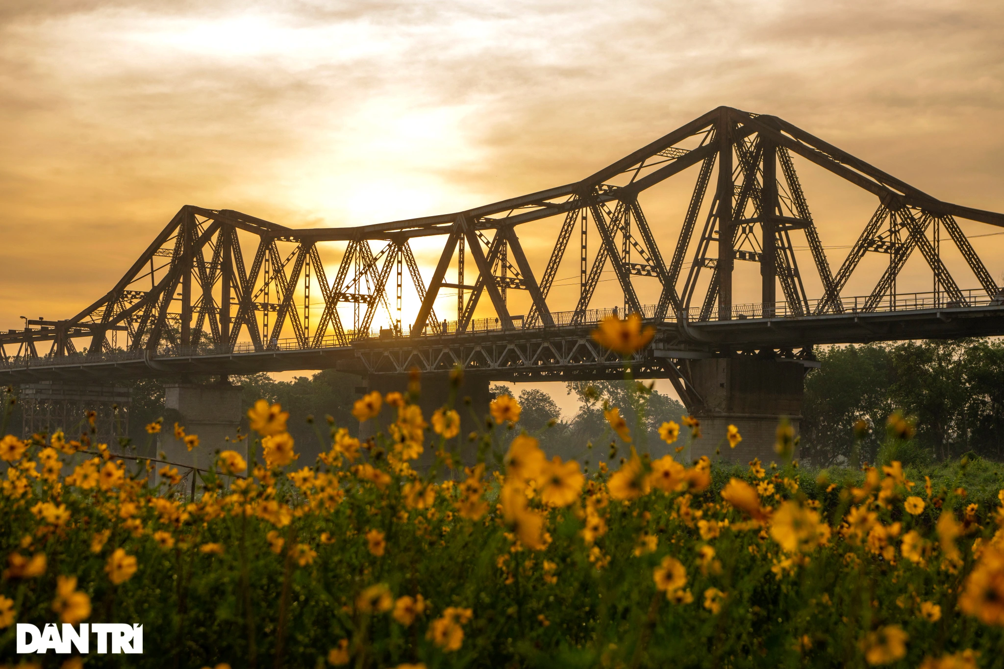 Sorprendido por la belleza del "bosque" de crisantemos bajo el puente Long Bien