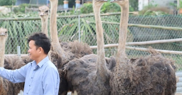 タイビン省の農家は、馬よりも速く走る巨大な飛べない鳥を飼育して高額の報酬を得ている