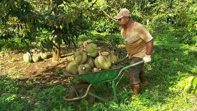 Tenga cuidado al comprar y vender durian