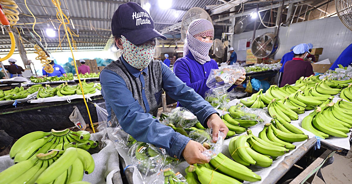 Las exportaciones agrícolas baten récords continuamente