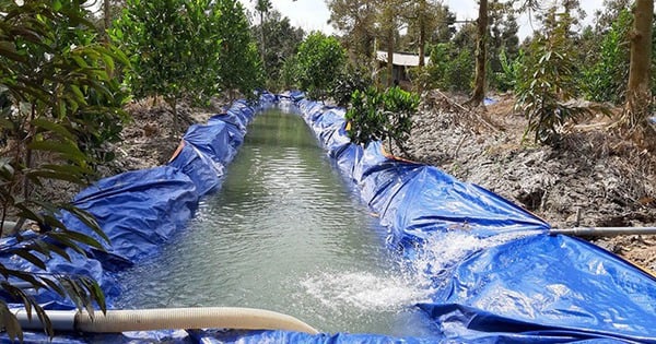 Farmers in Tien Giang are urgently digging trenches in their fruit gardens, lining them with tarps to store water and save billion-dollar trees.