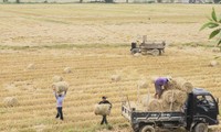 Bewundern Sie die goldenen Reisfelder, die in der Erntezeit „geradeaus fliegen“