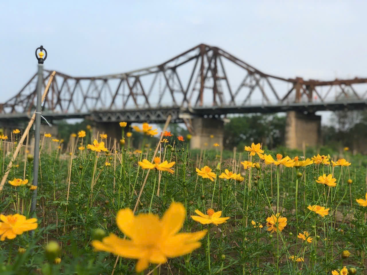 Verloren im wunderschönen gelben Gänseblümchenfeld am Fuß der Long-Bien-Brücke, Foto 12